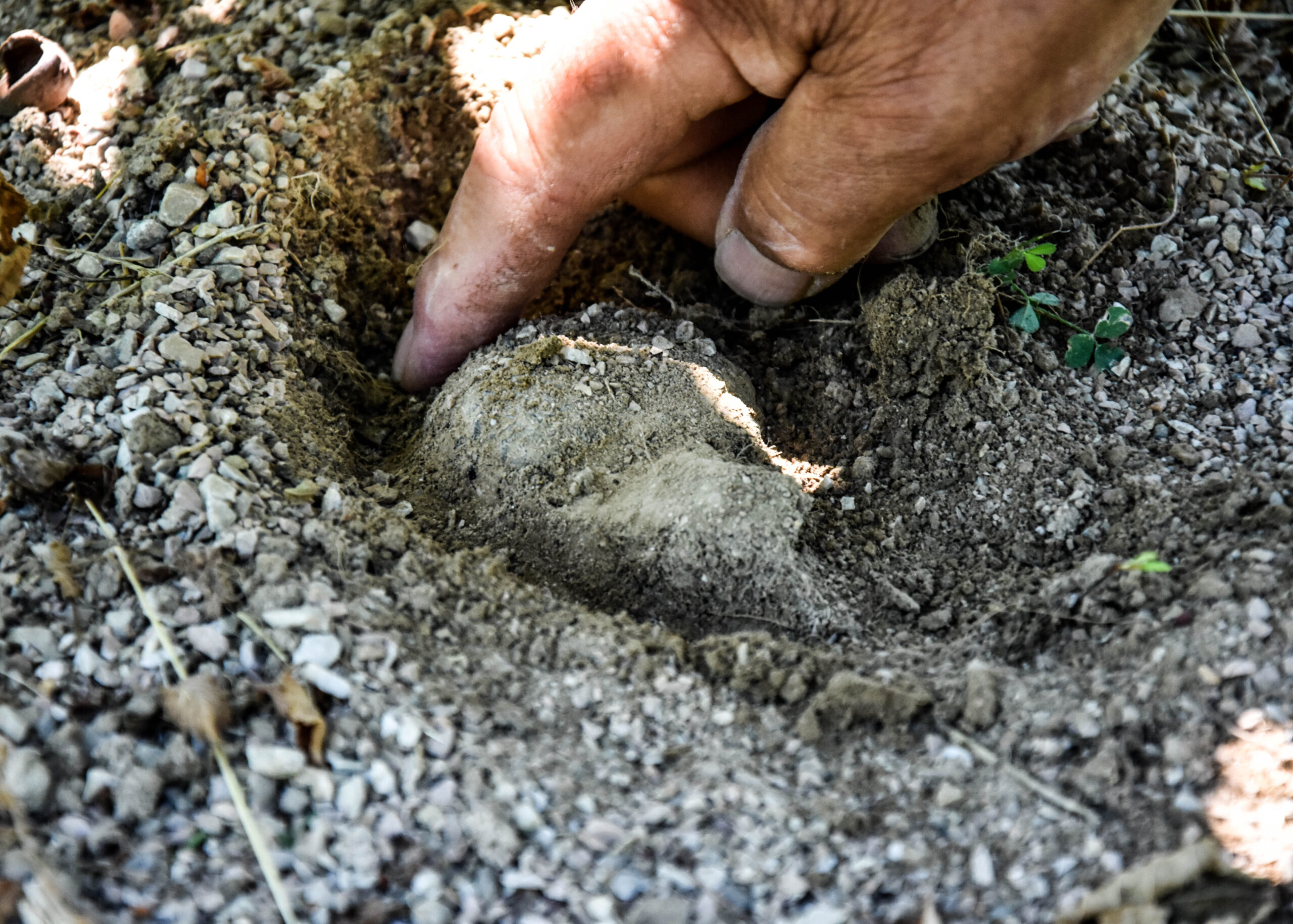 La roverella Funghi e Tartufi