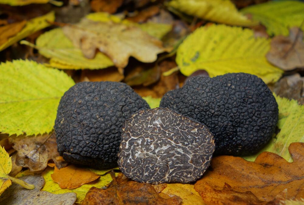 La roverella Funghi e Tartufi
